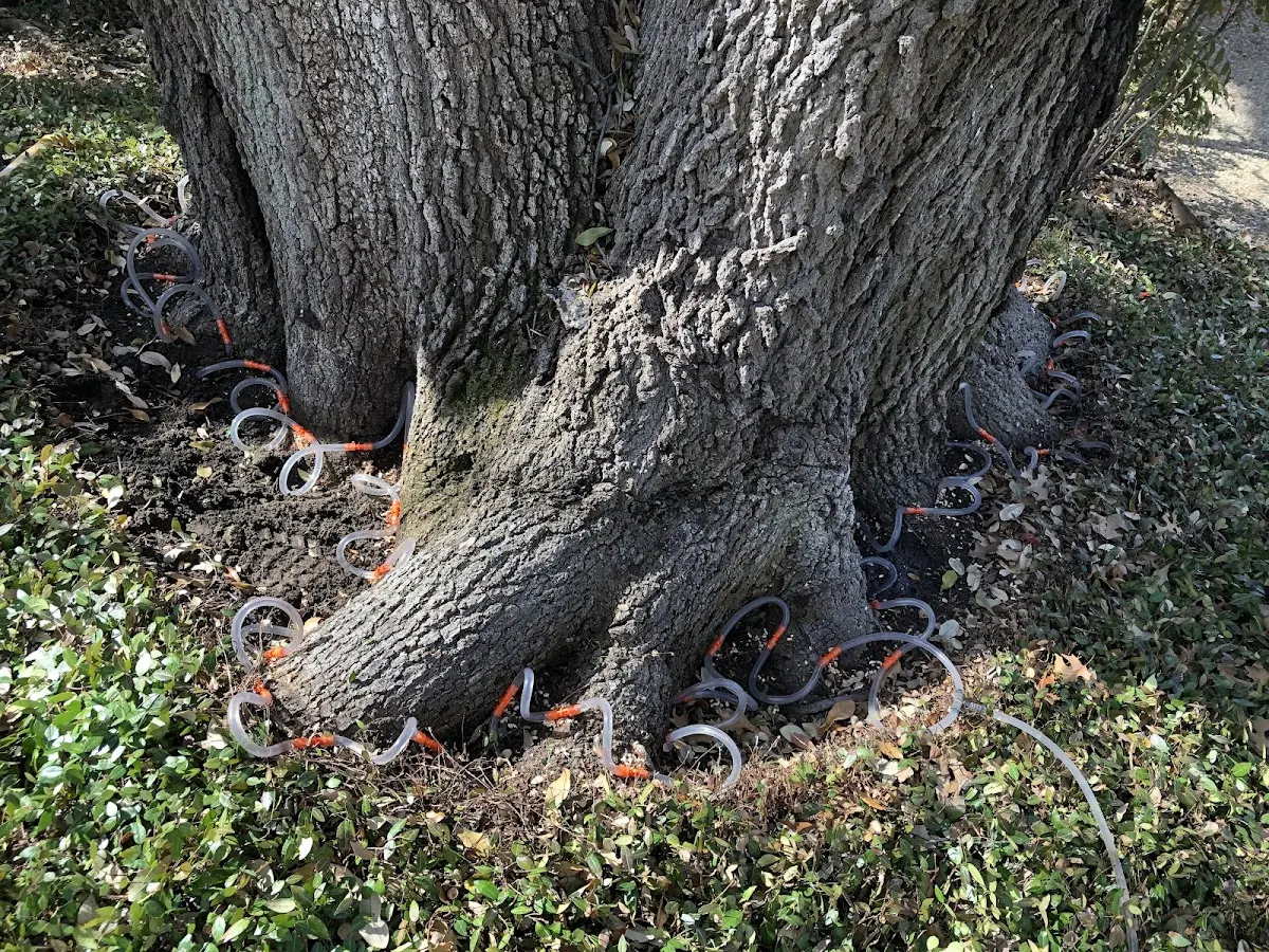 Detailed Tree Cabling and Bracing job site in Chattanooga