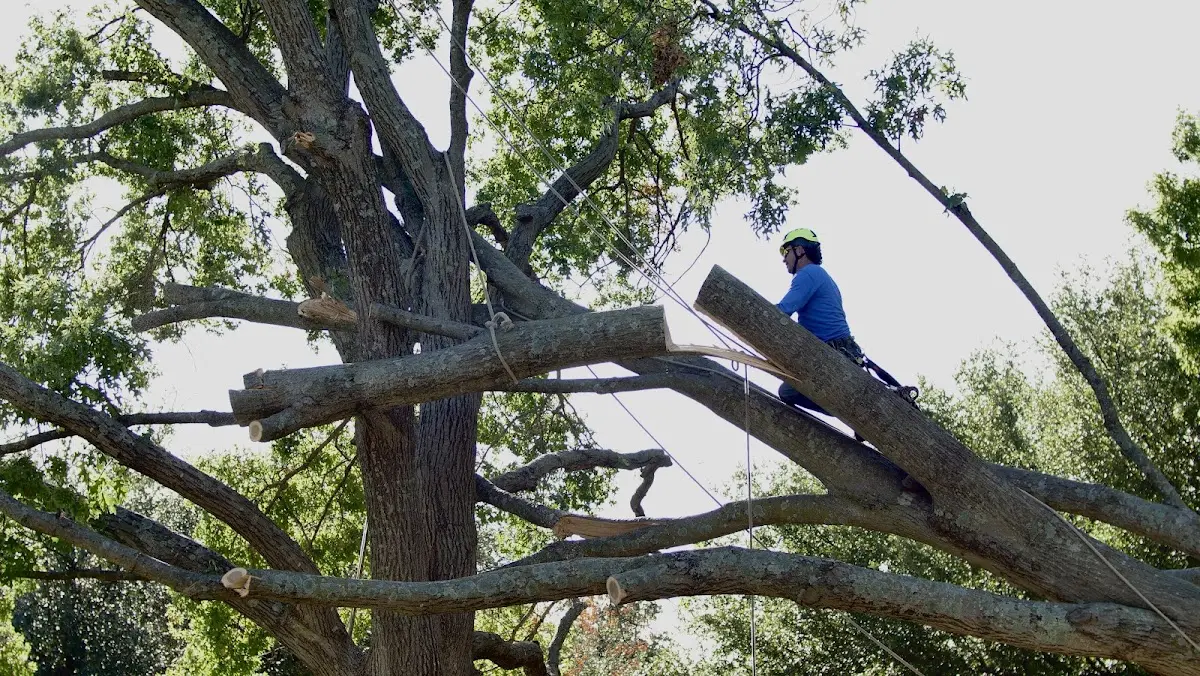 Professional Hazardous Tree Removal performed by certified arborists in Chattanooga