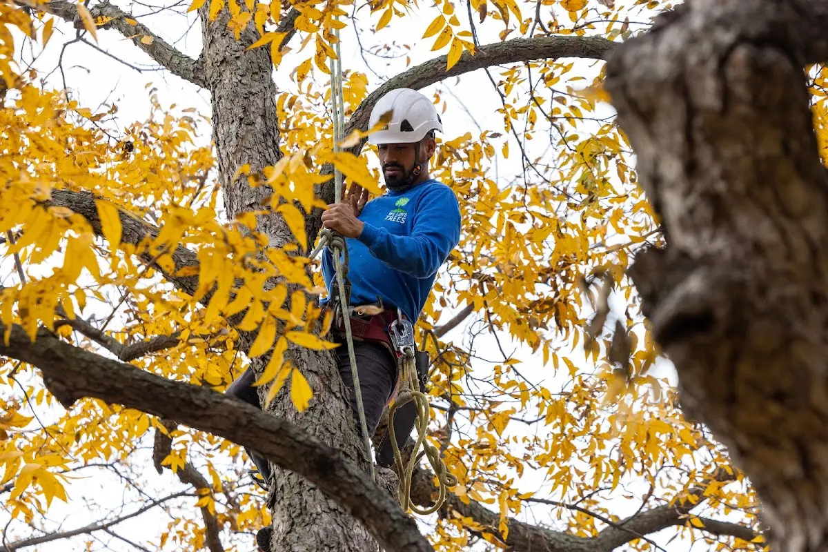 Skilled Tree Transplanting crew working in Chattanooga